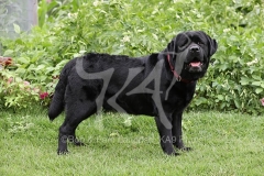 Retriever - Black Labrador