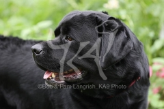 Retriever - Black Labrador