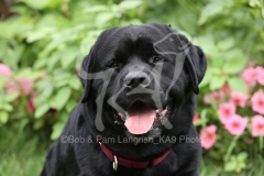 Retriever - Black Labrador