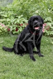 Retriever - Black Labrador
