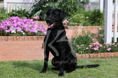 Retriever - Black Labrador