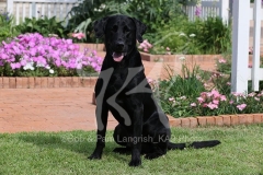 Retriever - Black Labrador