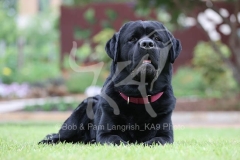 Retriever - Black Labrador