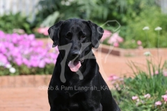 Retriever - Black Labrador