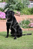 Retriever - Black Labrador