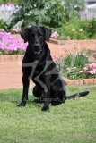 Retriever - Black Labrador