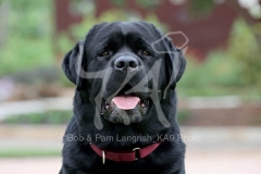 Retriever - Black Labrador