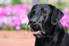Retriever - Black Labrador
