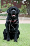Retriever - Black Labrador