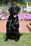Retriever - Black Labrador