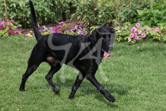 Retriever - Black Labrador
