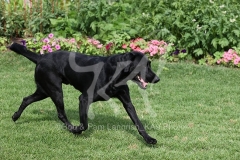 Retriever - Black Labrador