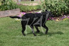 Retriever - Black Labrador