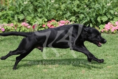 Retriever - Black Labrador