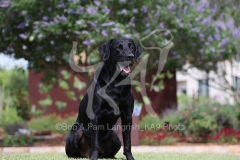 Retriever - Black Labrador