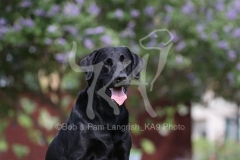 Retriever - Black Labrador