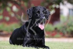 Retriever - Black Labrador