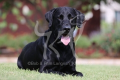 Retriever - Black Labrador