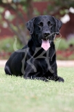 Retriever - Black Labrador