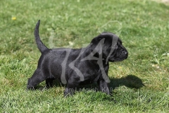 Retriever - Black Labrador