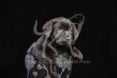 Retriever - Black Labrador