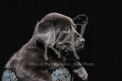 Retriever - Black Labrador