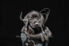 Retriever - Black Labrador