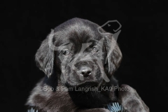 Retriever - Black Labrador