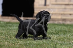Retriever - Black Labrador