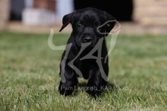Retriever - Black Labrador