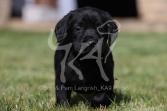Retriever - Black Labrador