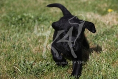 Retriever - Black Labrador