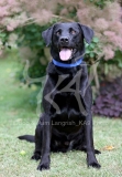 Retriever - Black Labrador