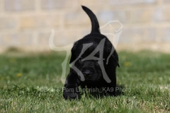 Retriever - Black Labrador