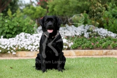 Retriever - Black Labrador