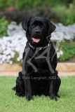 Retriever - Black Labrador