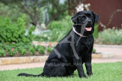 Retriever - Black Labrador
