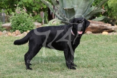 Retriever - Black Labrador