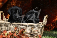 Retriever - Black Labrador