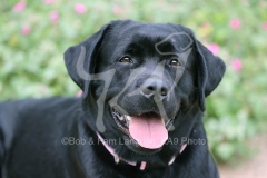 Retriever - Black Labrador