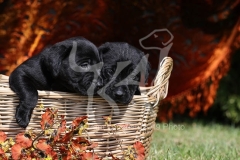 Retriever - Black Labrador