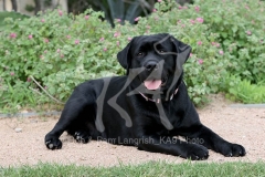 Retriever - Black Labrador