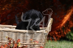 Retriever - Black Labrador