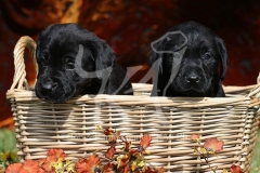 Retriever - Black Labrador