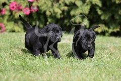 Retriever - Black Labrador