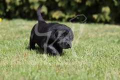 Retriever - Black Labrador