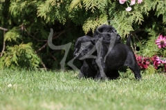 Retriever - Black Labrador