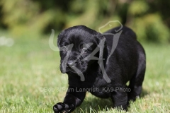 Retriever - Black Labrador