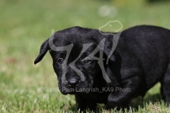 Retriever - Black Labrador