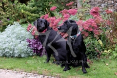 Retriever - Black Labrador